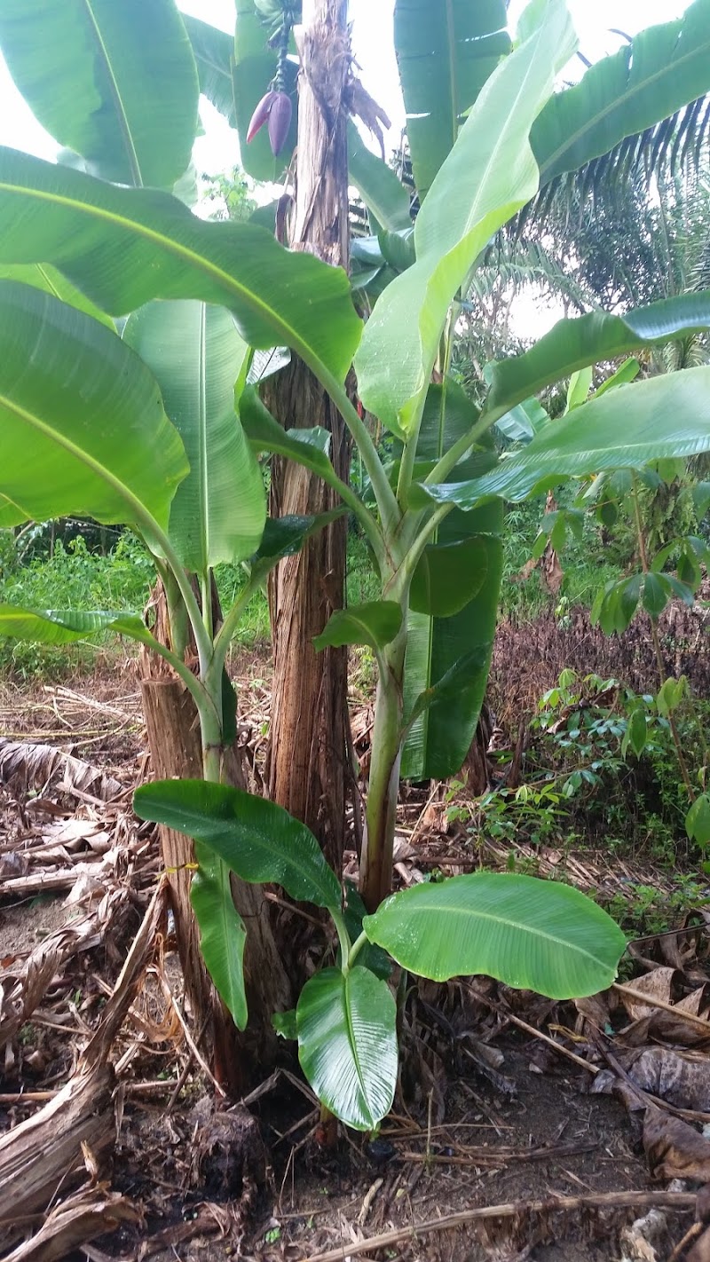 Inspirasi Terpopuler Benih Pokok Pisang