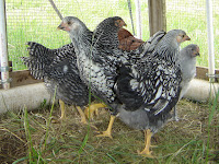 Pullets acting as a flock for protection