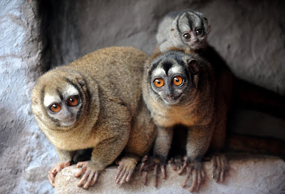 Pictures of Zoo Animals in Cages