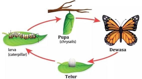 pertumbuhan dan perkembangan pada kupu-kupu (metamorfosis)