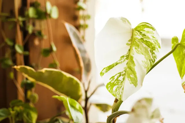 Variegated Monstera Deliciosa