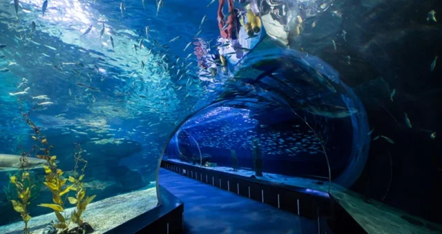 Sea Life Busan Aquarium Tourist Destination in South Korea