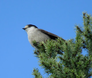 Canada Jay 