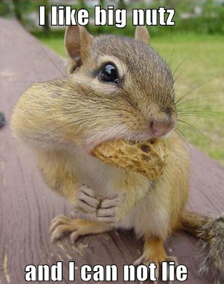 squirrels with nuts. squirrels with nuts.