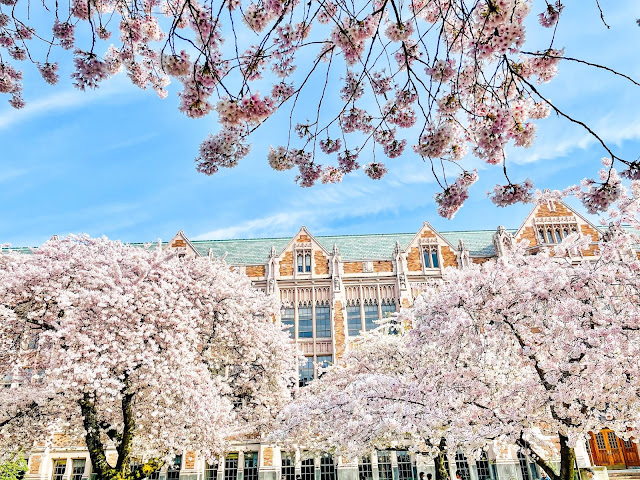 University of WA, Cherry Blossoms, Seattle WA