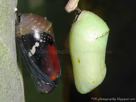 Butterfly Chrysalis