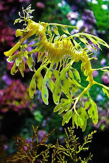 Beautiful sea dragon wallpapers