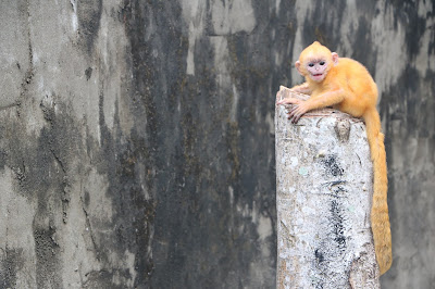 Anak Lutung Kelabu