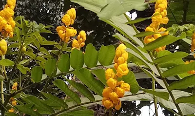 Senna alata