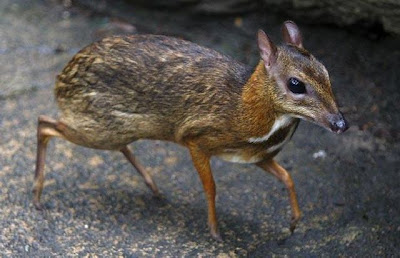 Deer MouseMouse