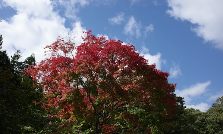 中禅寺湖湖畔の空に映える紅葉