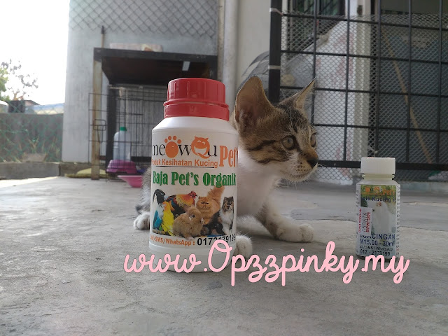 Masalah dan Penyelesaian Kecacingan Bagi Anak Kucing 