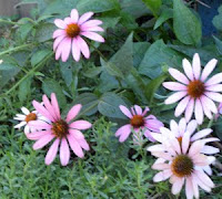 Photo of purple coneflowers.