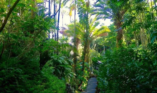 Rainforest, Hawaii Big Island