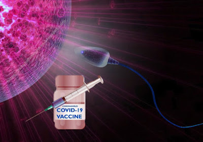 Does COVID-19 Vaccine Affect Male Sperm?