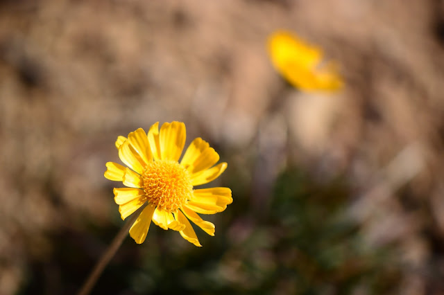 tetraneuris acaulis, desert bloom, winter bloom, small sunny garden, desert garden, amy myers