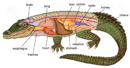 Anatomy reptiles