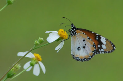 Plain Tiger (Danaus c chrysippus)