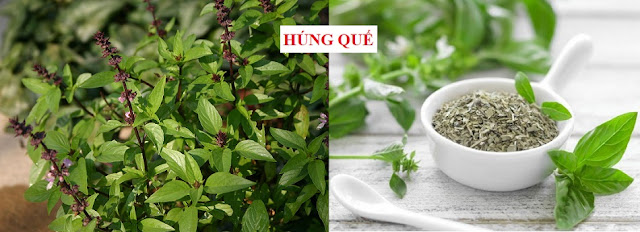 CÂY RAU LÀM THUỐC - HÚNG QUẾ - Ocimum basilicum