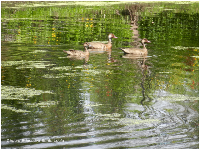 Patos silvestres - Chacra Educativa Santa Lucía