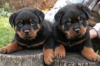 Raza de perro Rottweiler