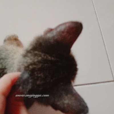 Petua cara hilang kurap pada kucing