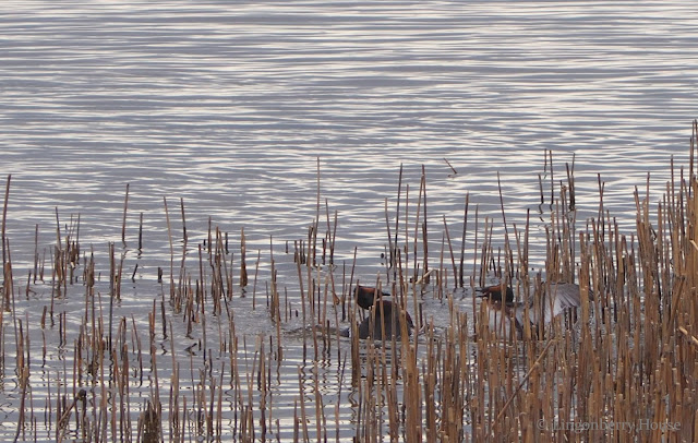 lingonberryhouse, linnut, birds, mustakurkku-uikku, slavonian grepe