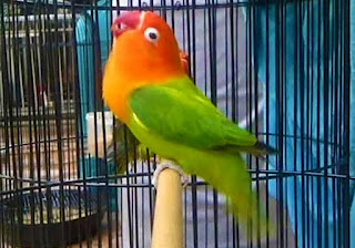 Burung lovebird