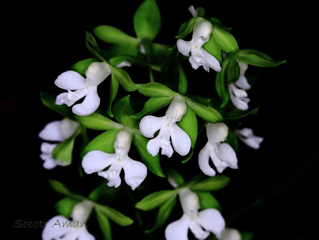 Calanthe discolor