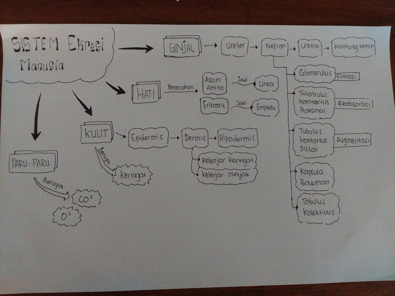  Mind  Map  Sistem Ekskresi Manusia