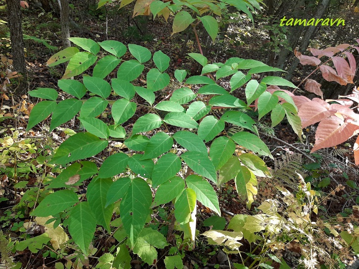 Аралия высокая / Аралия маньчжурская (Aralia elata, =Aralia mandshurica)