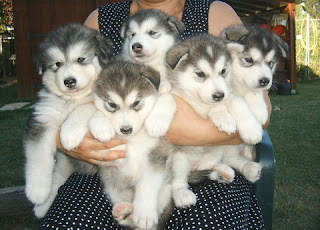 cachorros alaskan malamute