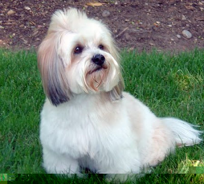Dogs Hair Cuts Style on Lhasa Apso Haircuts