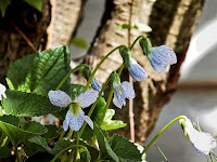 Violet Viola garden сад tree дерево plant цветок flower растение grow выращивание vegetable огород многолетние fruit seeds grass семена berry growing landscaping трава planting gardening perennial посадка cultivation shrub фрукт ягода куст озеленение многолетник овощеводство cадоводство