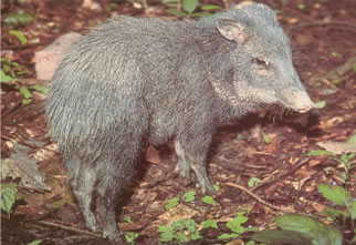 Fauna da Costa Rica