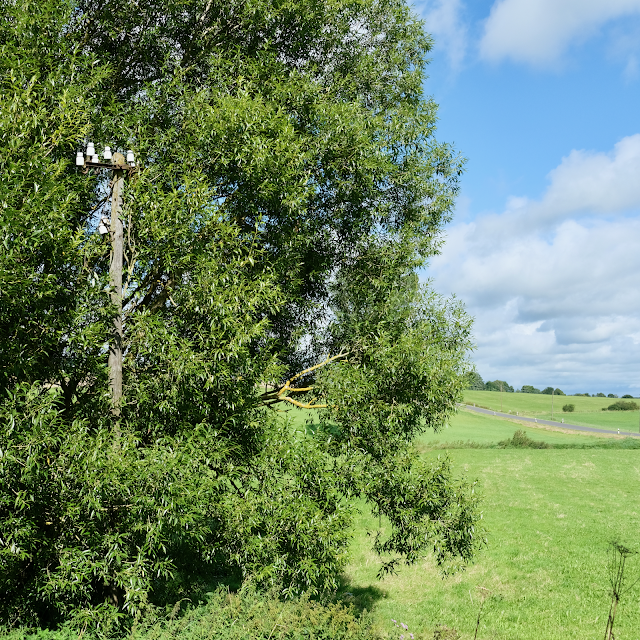 Telegrafenmast im Grün in der Nähe des Bahnübergangs bei Schwirzheim