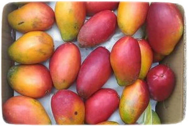 Mangga Garifta Merah