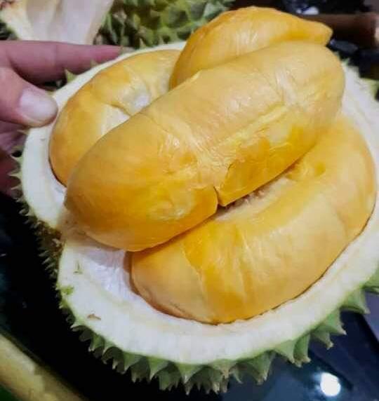 Budidaya Bibit Unggul Durian Musangking