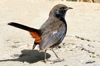 "Indian Robin (Copsychus fulicatus), a small passerine bird. The male displays striking black and white plumage with a distinctive red vent. Perched on a rock, the bird exhibits characteristic tail-cocking behavior."