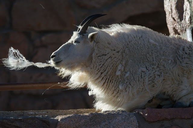 Mountain Goat, Mount Evans