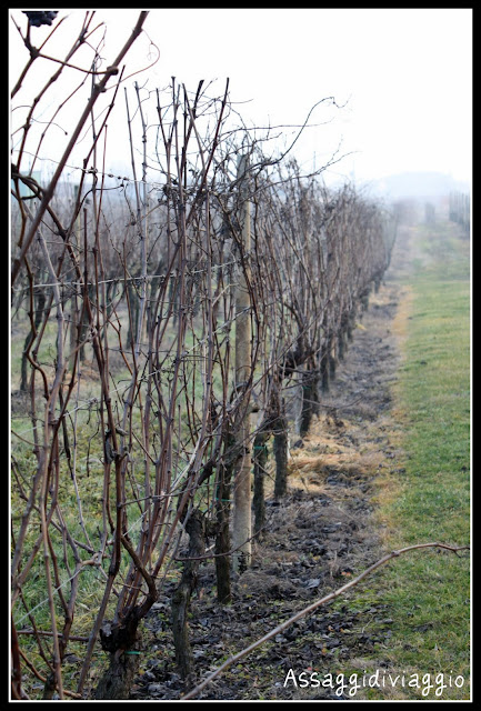 Vigna della Cantina Ca' dei frati