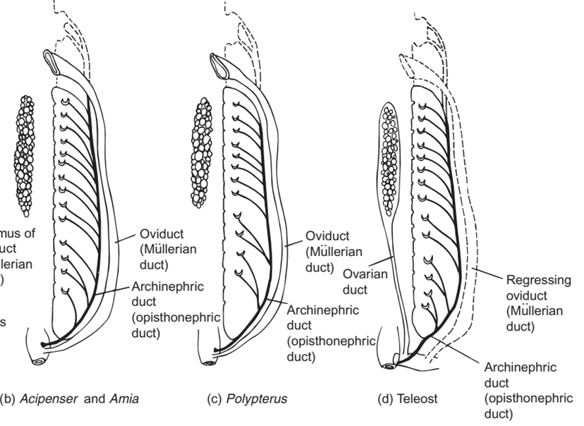 Sistemas reproductores de varios peces óseos femeninos 1. Conducto de Müller aparece adyacente y paralelo al conducto arquinéfrico en la mayoría de los peces. En los teleósteos, el oviducto generalmente se reemplaza por un conducto ovárico que se deriva por separado.