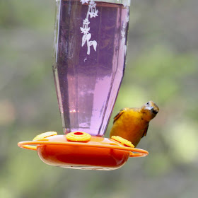 Baltimore oriole