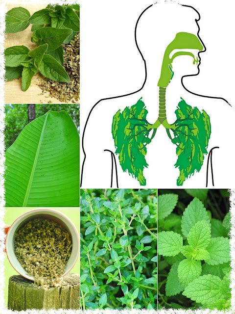 9 Plants & Herbs That Repair Lung Damage, Combat Infections And Boost Lung Health