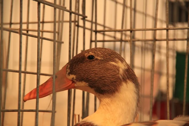 FOTOS:AVES EN EXPOSICION