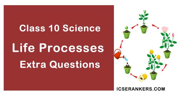 Class 10 Science Chapter 6 Life Processes Extra Questions