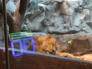 Let sleeping lions lie (Note the reflection of the slot machines in the . (las vegas mgm lion)