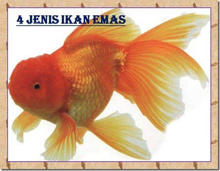 AROWANA KUANTAN SALE INFO Ikan Emas  Gold Fish