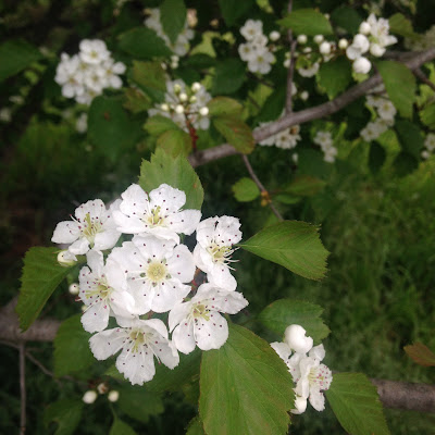 Crataegus Compacta Spring Blossom at Arnold Arboretum