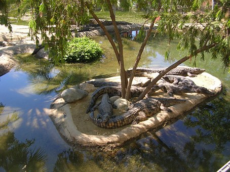 Tempat Wisata Taman Buaya Indonesia Jaya Bekasi Menulis Indonesia